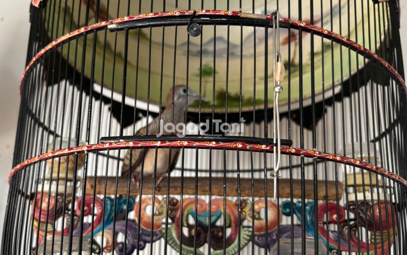 uploads/news/2025/10/pahami-lama-penjemuran-burung-4440928867bf50a.jpg