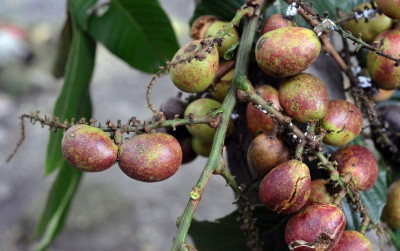 uploads/news/2025/10/panen-buah-papua-melimpah--5035734b5594c28_400.jpg