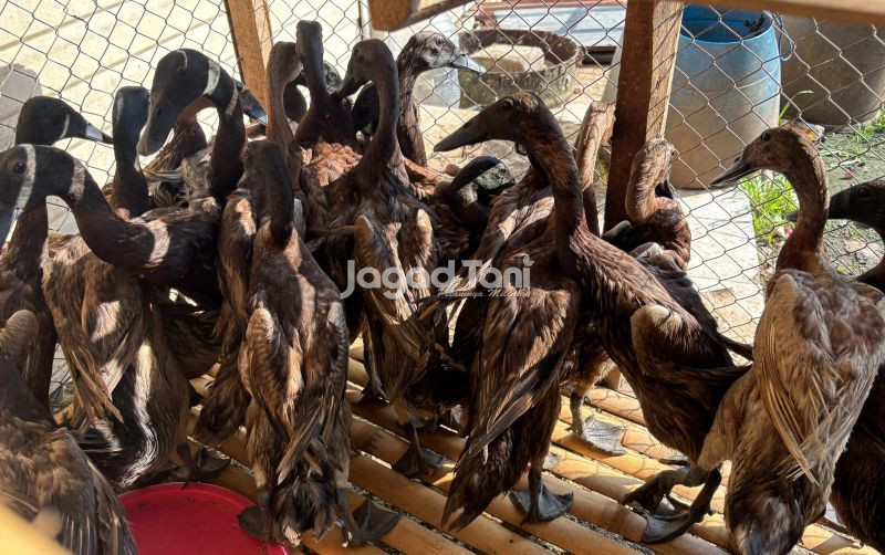 uploads/news/2025/10/pantauan-harga-unggas-di-617559d59268679.jpg