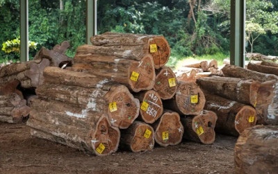 uploads/news/2025/10/pemanfaatan-kayu-indonesia-harus-98527a3f3000368_400.png