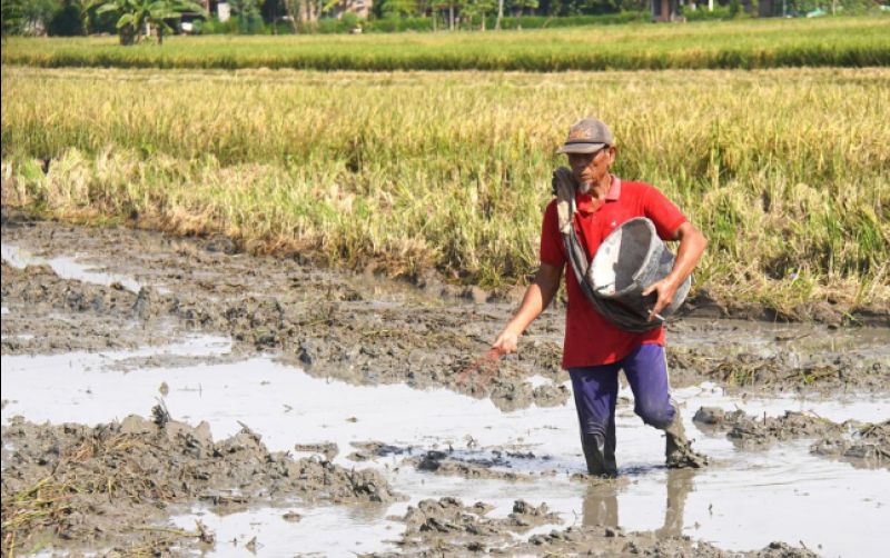 uploads/news/2025/10/perencanaan-distribusi-pupuk-subsidi-383709bcb6515ba.jpg