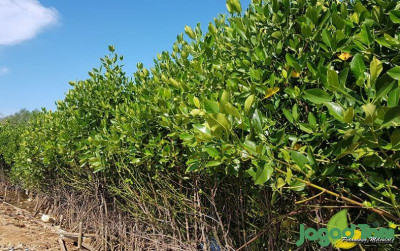 uploads/news/2025/10/pesisir-sulawesi-tenggara-ditanam-31519df0270e8bd_400.jpg