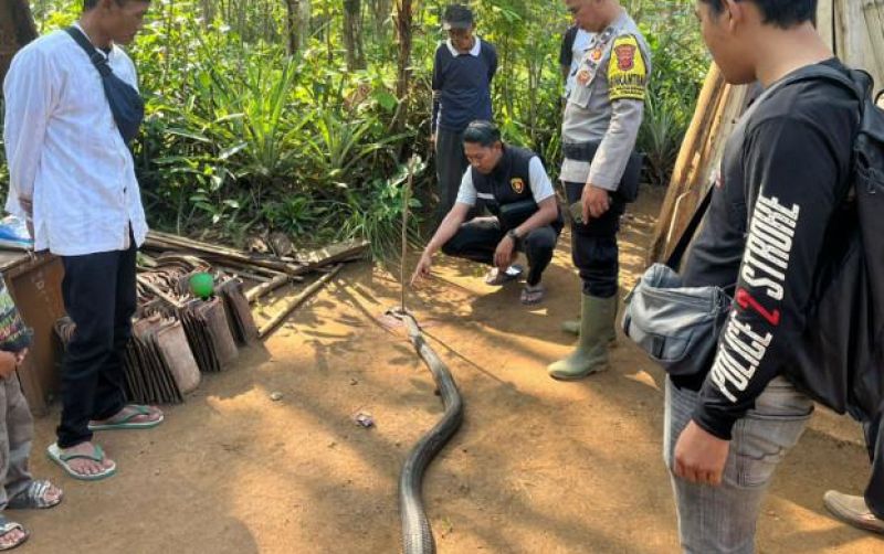 uploads/news/2025/10/petani-karet-vs-ular-453284b29ad57a3.jpg