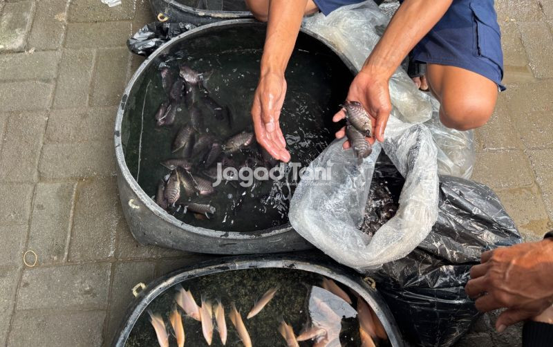 uploads/news/2025/10/segini-harga-bibit-ikan-8169167eed59d0c.jpeg