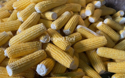 uploads/news/2025/10/target-52-4-ribu-ton-860654a1c06c7e6_400.jpg