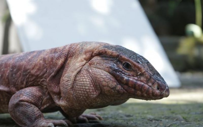 uploads/news/2025/10/tata-kelola-ekspor-biawak-16968e9f8e18e06.jpg