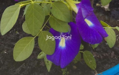 uploads/news/2025/10/teh-telang-teh-ungu-22402ecafa4b635_400.jpeg