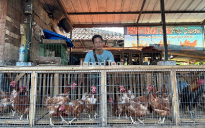 uploads/news/2025/10/terima-jasa-pemotongan-ayam-38112eab0d8811b_400.jpg