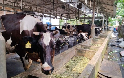 uploads/news/2025/10/tumbuhkan-rasa-cinta-peternakan-84643d262dab7d5_400.jpg