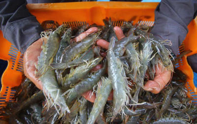 uploads/news/2025/10/udang-menjadi-produk-olahan-2435814f6817a1d_400.jpeg