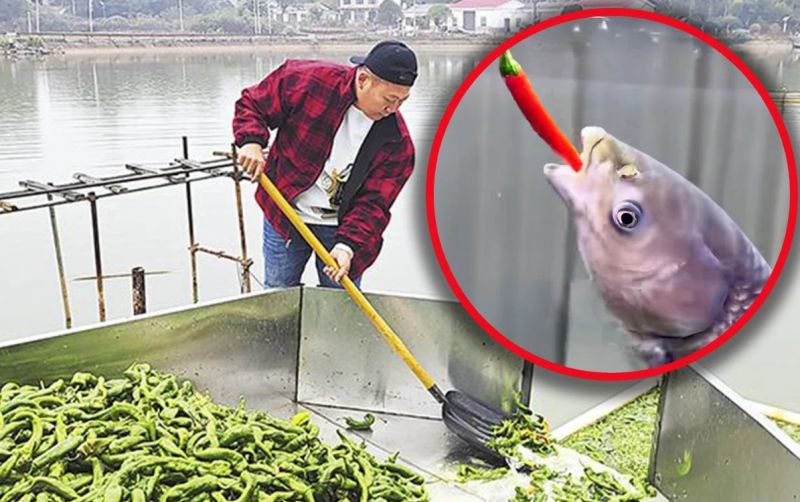 uploads/news/2025/11/agar-enak-ikan-di-2137347bbb2c8bc.jpeg