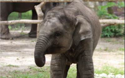 uploads/news/2025/11/anak-gajah-sumatera-di-432925ee64eb08f_400.png