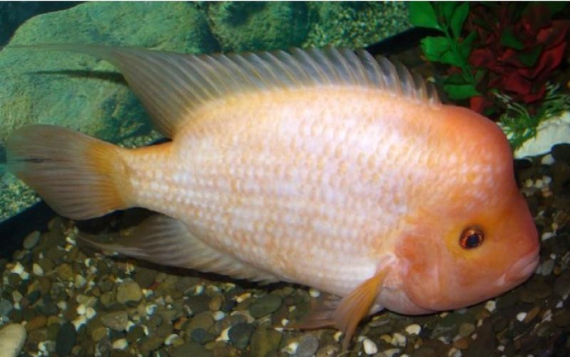 uploads/news/2025/11/awal-mula-ikan-red-54001229b5fe384.png