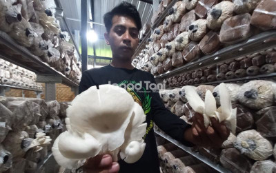 uploads/news/2025/11/budidaya-jamur-tiram-untuk-972297747058a46_400.jpg
