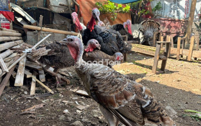 uploads/news/2025/11/cara-mudah-atasi-penyakit-6554986bb9b74f1_400.jpg