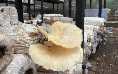 uploads/news/2025/11/cara-mudah-untuk-memanen-45360f7b71b6727_400.jpeg