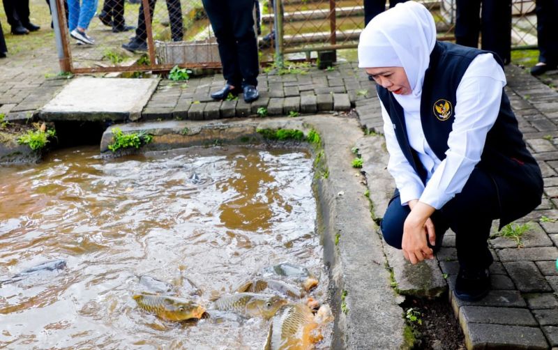 uploads/news/2025/11/ikan-mas-punten-jadi-80624a78350fa03.jpeg