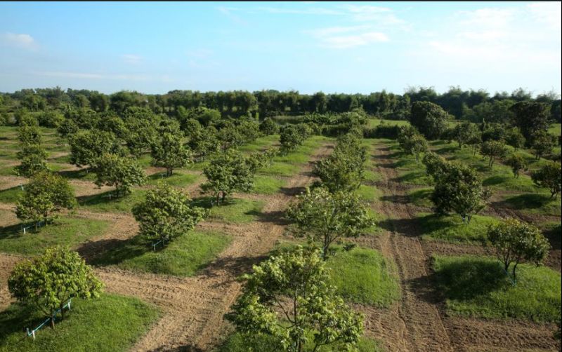 uploads/news/2025/11/industri-durian-myanmar-bersiap-98184e0459ecf77.png