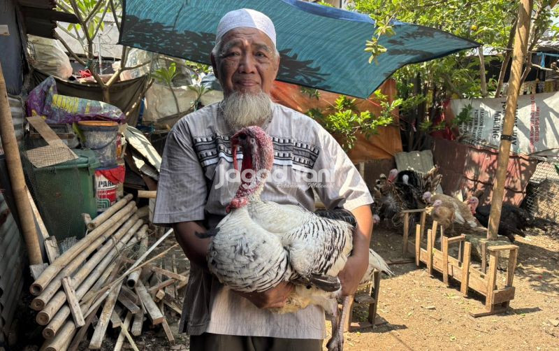 uploads/news/2025/11/jenis-kalkun-harga-mahal-95118f0bf13fa07.jpeg