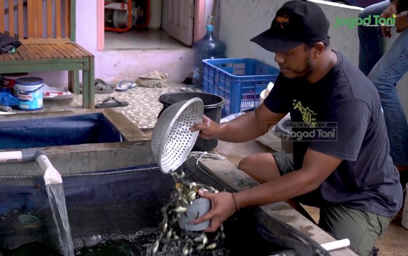 uploads/news/2025/11/jual-bibit-ikan-seperti-3165362f6d0d724.jpg