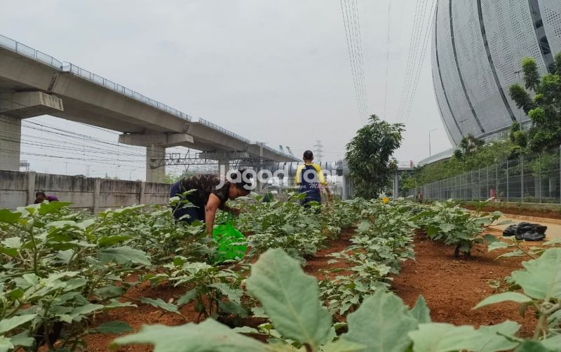 uploads/news/2025/11/menguatkan-kebijakan-pangan-melalui-63739d16af1a2bf.jpeg