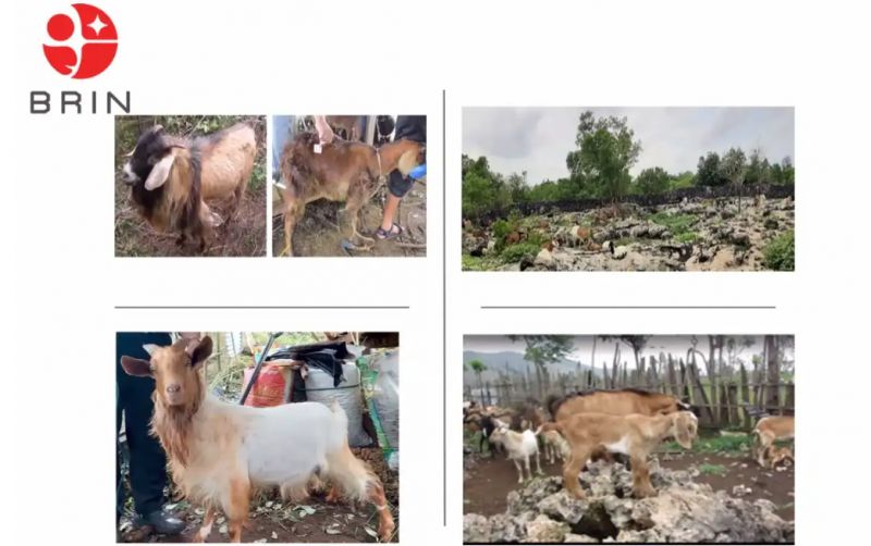 uploads/news/2025/11/mengungkap-kekayaan-genetik-kambing-99001e9d40a244e.png