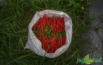 uploads/news/2025/11/pantauan-harga-rerata-cabai-89118534482ef97_400.jpg