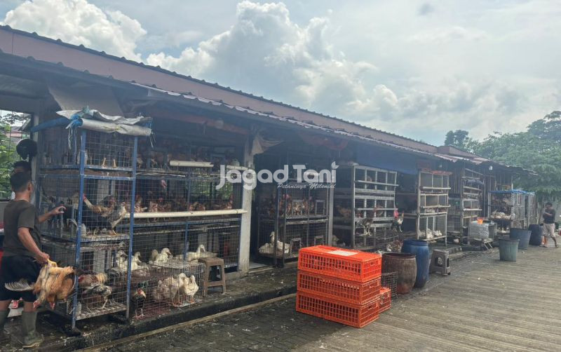 uploads/news/2025/11/pantauan-harga-unggas-di-36426c58c9e8341.jpeg
