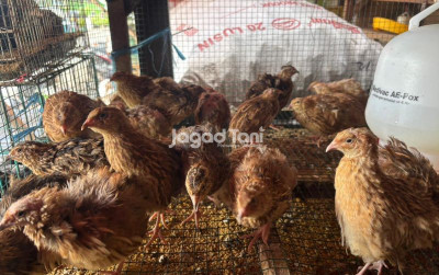 uploads/news/2025/11/pantauan-harga-unggas-pasar-9965151d8335c00_400.jpeg