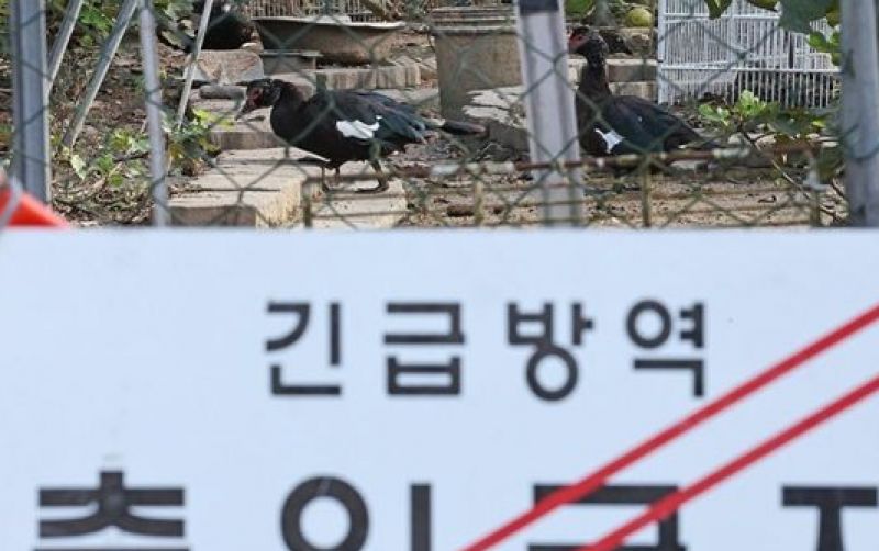 uploads/news/2025/11/peternakan-bebek-korea-selatan-17708731f2c4139.jpg