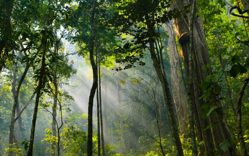 uploads/news/2025/11/pulihkan-hutan-di-taman-2148486f01a9657.jpg