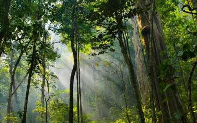 uploads/news/2025/11/pulihkan-hutan-di-taman-2148486f01a9657_400.jpg