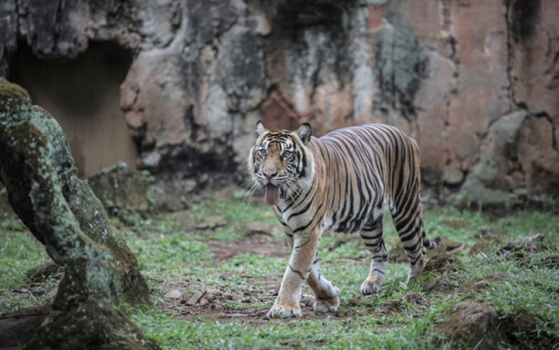 uploads/news/2025/11/ragunan-tepis-isu-makanan-51593569dd00c2d.jpg