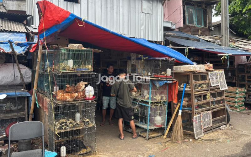 uploads/news/2025/11/segini-harga-bibit-unggas-855365c4c6ad685.jpeg