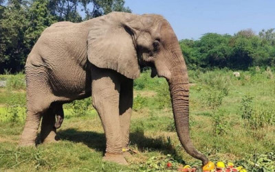 uploads/news/2025/11/shankar-si-gajah-kesepian--17958f22527b850_400.jpeg
