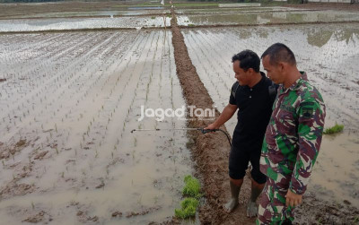 uploads/news/2025/11/swasembada-pangan-melalui-gerakan-543218727ae3ad6_400.jpg