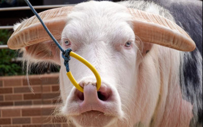 uploads/news/2025/11/tedong-saleko-kerbau-kasta-50583b401e43349_400.jpg