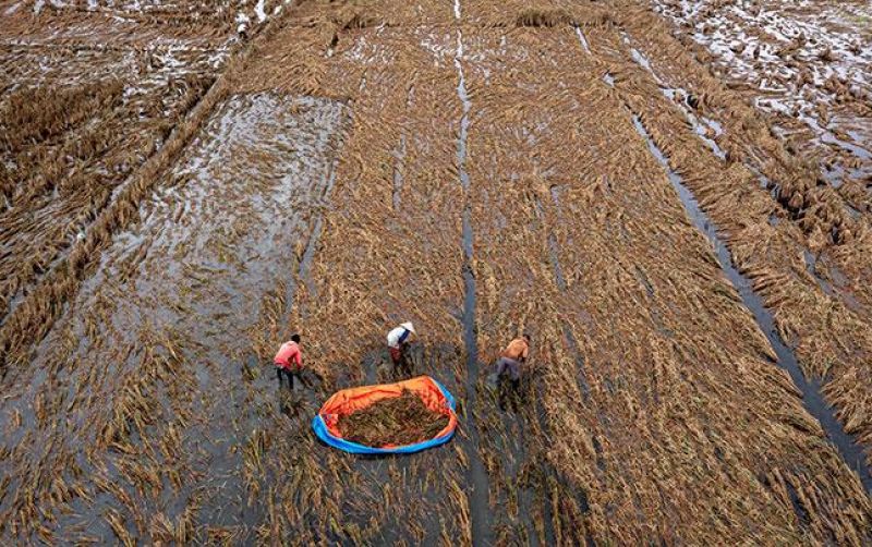 uploads/news/2025/12/82-hektar-sawah-tapanuli-896022934481203.jpg