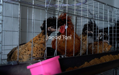 uploads/news/2025/12/bisnis-ayam-hias-menjanjikan--71657a7e36293f5_400.jpeg