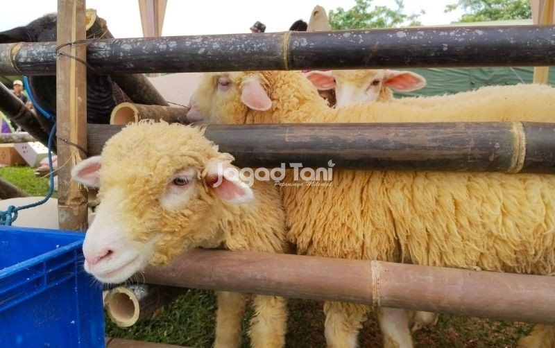 uploads/news/2025/12/crispr-ciptakan-domba-penyuntingan-42652e6e2a0a8a4.jpeg