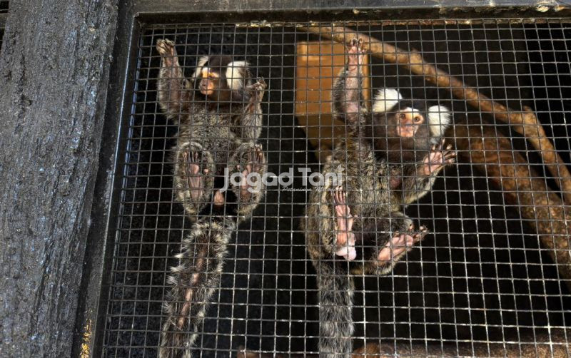uploads/news/2025/12/fakta-penting-perawatan-marmoset-695252177230f0d.jpeg
