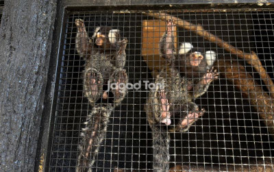 uploads/news/2025/12/fakta-penting-perawatan-marmoset-695252177230f0d_400.jpeg