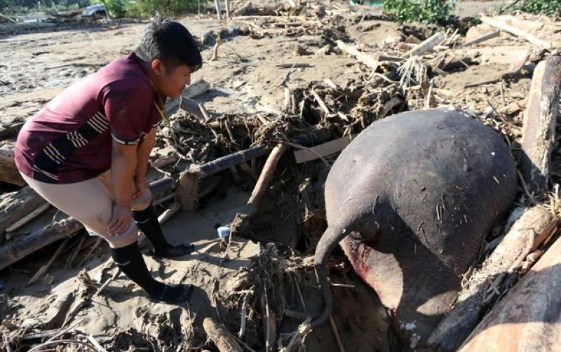 uploads/news/2025/12/gajah-mati-ditumpukan-kayu-24218f223c57909.jpeg