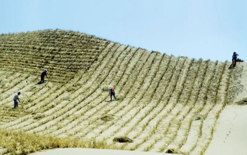 uploads/news/2025/12/great-green-wall-upaya-7693980f1f1555f.png
