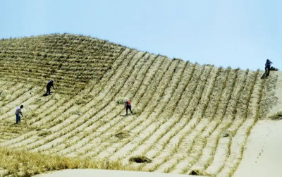 uploads/news/2025/12/great-green-wall-upaya-7693980f1f1555f_400.png
