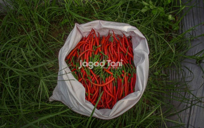 uploads/news/2025/12/harga-cabai-merah-keriting-7414927aac264f9_400.jpg