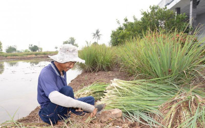 uploads/news/2025/12/harga-serai-naik-petani-67663c74e21d512_400.jpeg