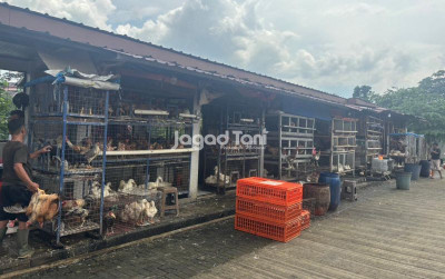 uploads/news/2025/12/harga-unggas-pasar-jambu-309651e19d36e4d_400.jpeg