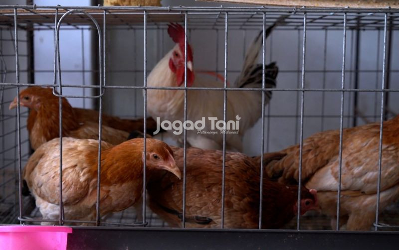 uploads/news/2025/12/hobi-unggas-jadi-sarana-815772fc3f2f8e9.jpeg
