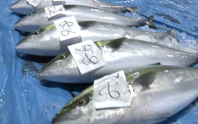 uploads/news/2025/12/ikan-ekor-kuning-di-30131c931ab8cd3.png